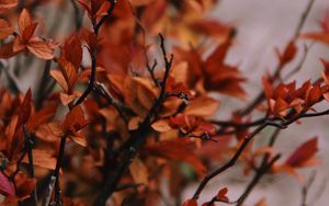 Preview wallpaper branches, leaves, plant, bush