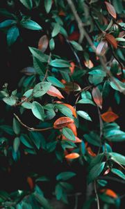 Preview wallpaper branches, leaves, plant, green, bush