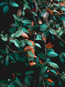 Preview wallpaper branches, leaves, plant, green, bush