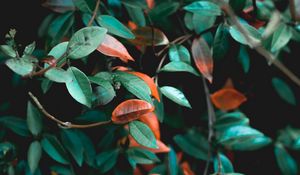 Preview wallpaper branches, leaves, plant, green, bush