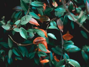 Preview wallpaper branches, leaves, plant, green, bush