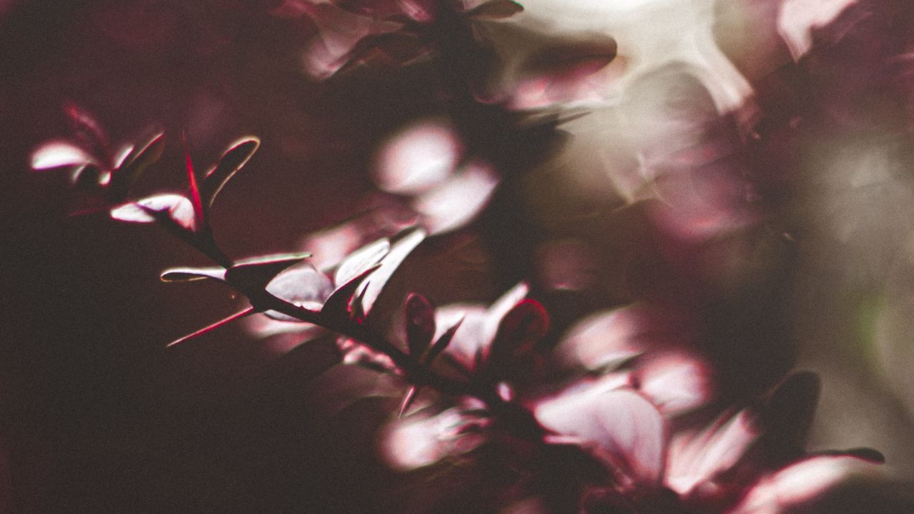 Wallpaper branches, leaves, plant, blur, macro