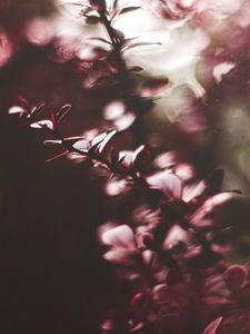 Preview wallpaper branches, leaves, plant, blur, macro