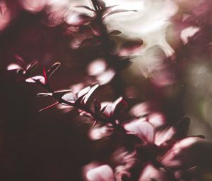 Preview wallpaper branches, leaves, plant, blur, macro