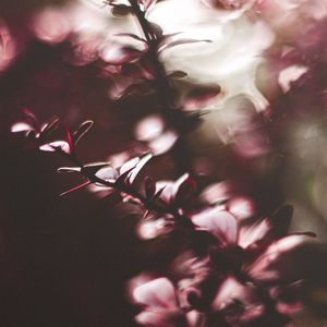Preview wallpaper branches, leaves, plant, blur, macro