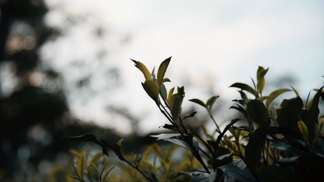 Wallpaper branches, leaves, plant, bush, macro