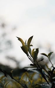 Preview wallpaper branches, leaves, plant, bush, macro