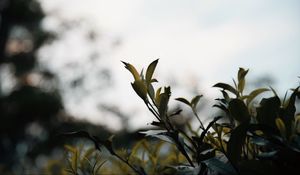 Preview wallpaper branches, leaves, plant, bush, macro