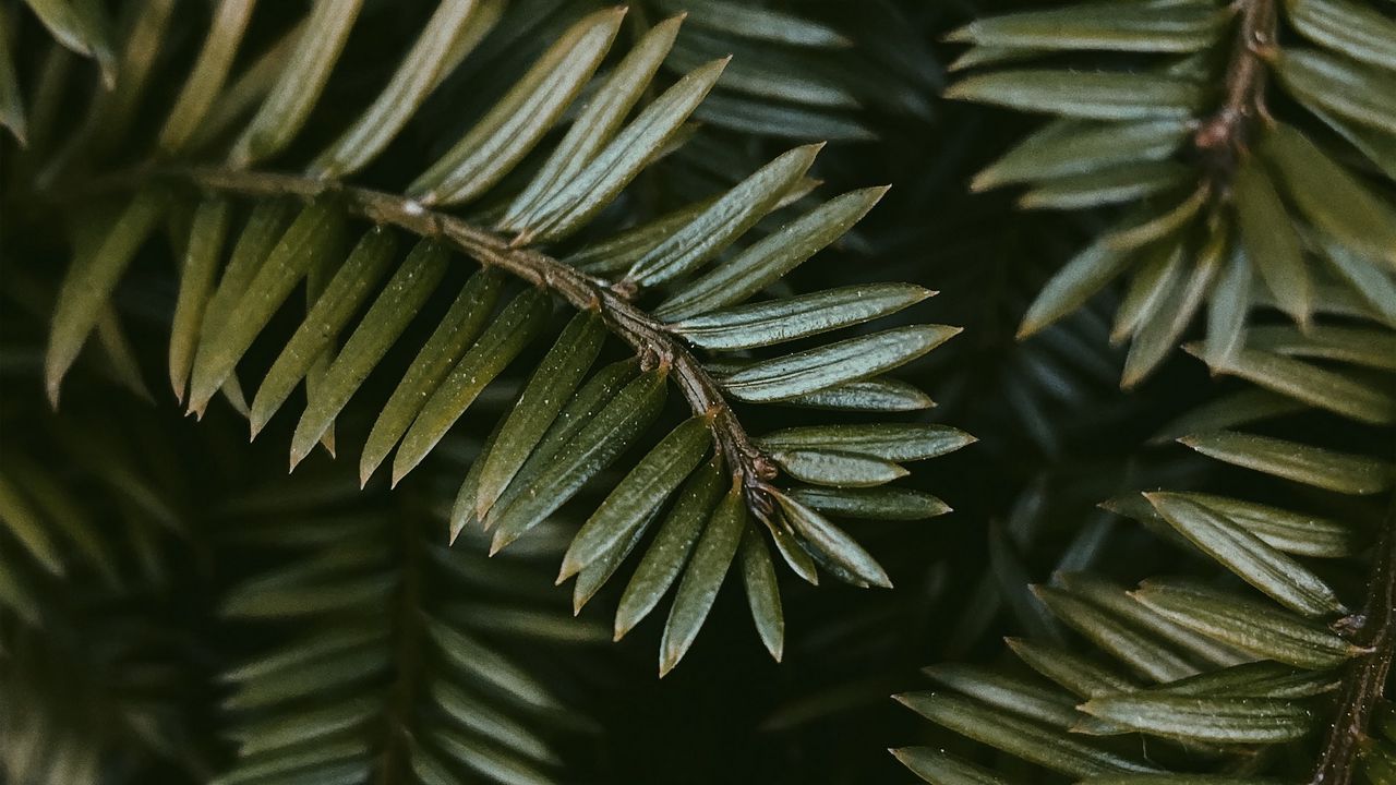 Wallpaper branches, leaves, plant, macro