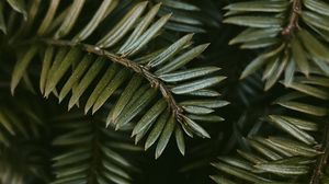 Preview wallpaper branches, leaves, plant, macro
