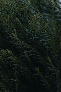 Preview wallpaper branches, leaves, plant, green