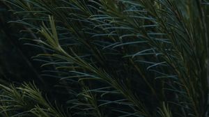 Preview wallpaper branches, leaves, plant, green