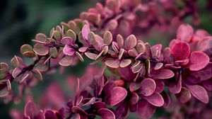 Preview wallpaper branches, leaves, plant, macro, red