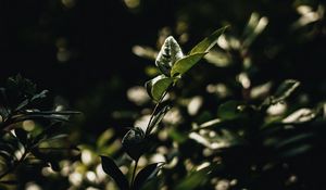 Preview wallpaper branches, leaves, plant, bush, green