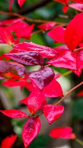 Preview wallpaper branches, leaves, plant, red, macro