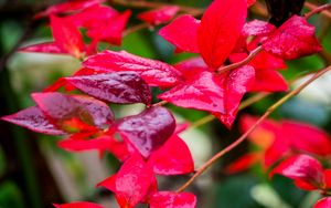 Preview wallpaper branches, leaves, plant, red, macro