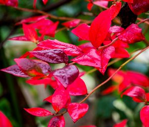 Preview wallpaper branches, leaves, plant, red, macro