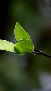 Preview wallpaper branches, leaves, plant, background