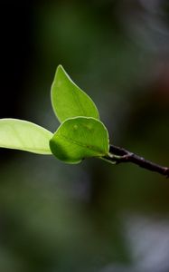 Preview wallpaper branches, leaves, plant, background