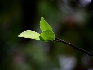 Preview wallpaper branches, leaves, plant, background