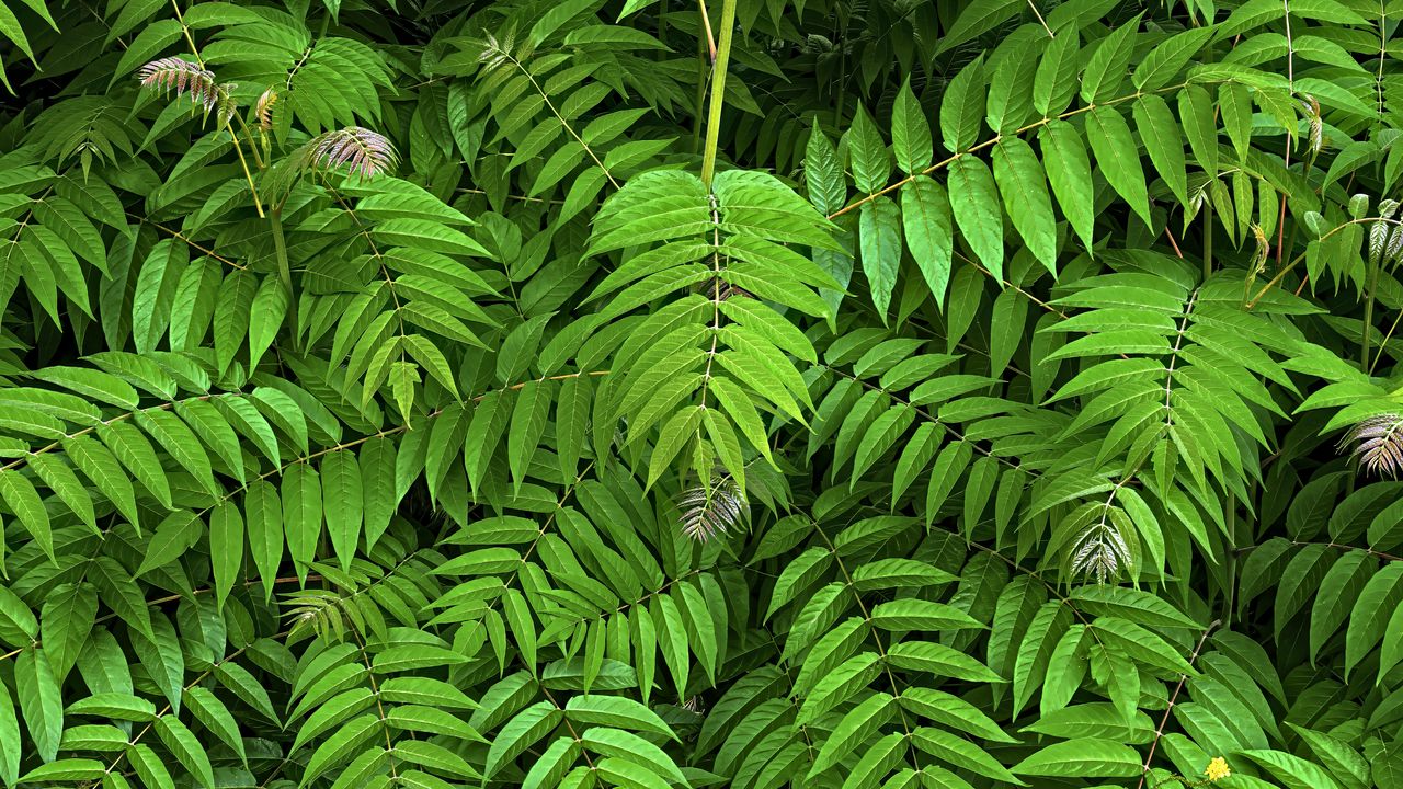 Wallpaper branches, leaves, plants, green, background