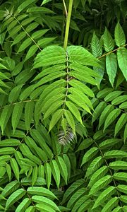 Preview wallpaper branches, leaves, plants, green, background