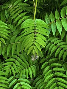 Preview wallpaper branches, leaves, plants, green, background