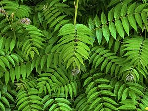 Preview wallpaper branches, leaves, plants, green, background