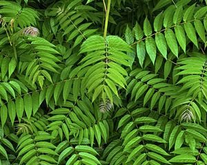 Preview wallpaper branches, leaves, plants, green, background