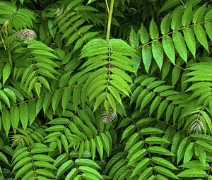 Preview wallpaper branches, leaves, plants, green, background