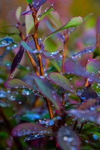 Preview wallpaper branches, leaves, rain, drops, macro