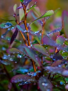Preview wallpaper branches, leaves, rain, drops, macro