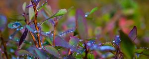 Preview wallpaper branches, leaves, rain, drops, macro