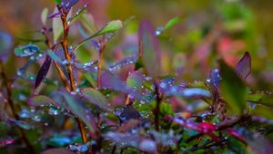 Preview wallpaper branches, leaves, rain, drops, macro