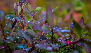 Preview wallpaper branches, leaves, rain, drops, macro