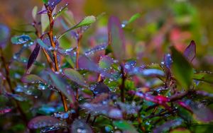 Preview wallpaper branches, leaves, rain, drops, macro