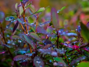 Preview wallpaper branches, leaves, rain, drops, macro
