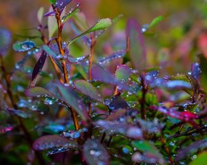 Preview wallpaper branches, leaves, rain, drops, macro