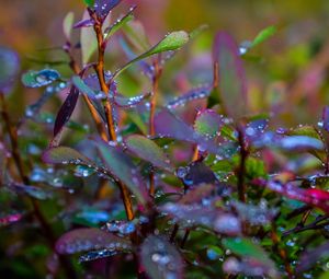 Preview wallpaper branches, leaves, rain, drops, macro