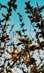 Preview wallpaper branches, leaves, rays