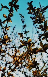 Preview wallpaper branches, leaves, rays