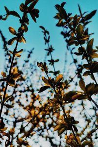 Preview wallpaper branches, leaves, rays