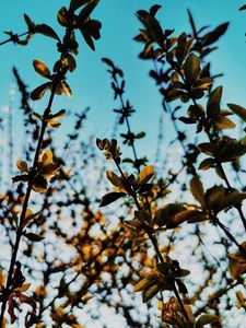 Preview wallpaper branches, leaves, rays