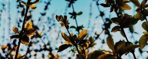 Preview wallpaper branches, leaves, rays