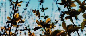 Preview wallpaper branches, leaves, rays