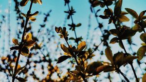 Preview wallpaper branches, leaves, rays