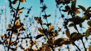 Preview wallpaper branches, leaves, rays