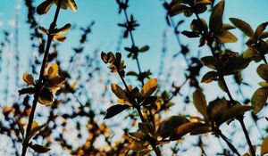 Preview wallpaper branches, leaves, rays
