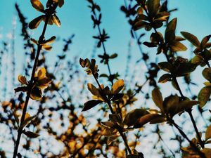 Preview wallpaper branches, leaves, rays