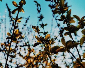Preview wallpaper branches, leaves, rays